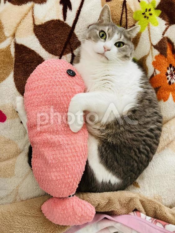 サーモンと僕 サーモン,ぬいぐるみ,蹴りぐるみの写真素材