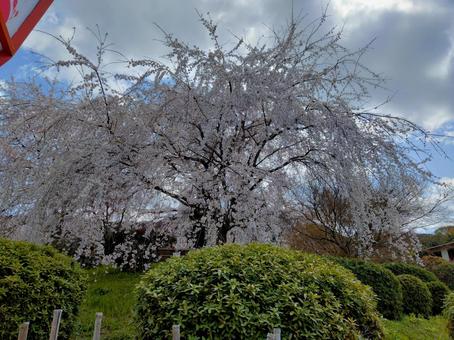 円山公園の枝垂れ桜 円山公園の枝垂れ桜 祇園の夜桜,円山公園,二代目の写真素材