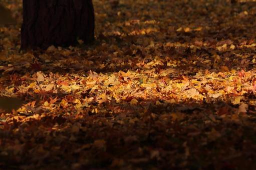 落葉の写真