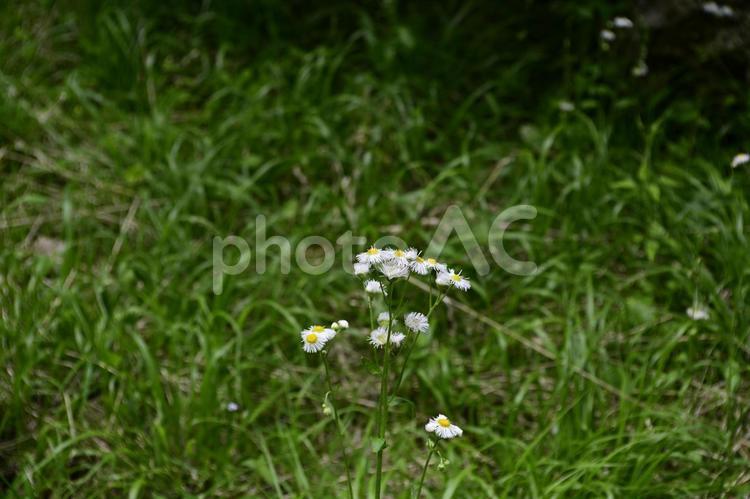 春の野草「ヒメジョオン」 ヒメジョオン,野草,雑草の写真素材