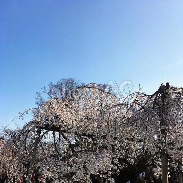 枝垂桜と空 枝垂桜,桜,しだれ桜の写真素材