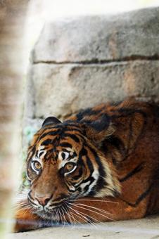動物園景觀老虎 動物園景觀老虎