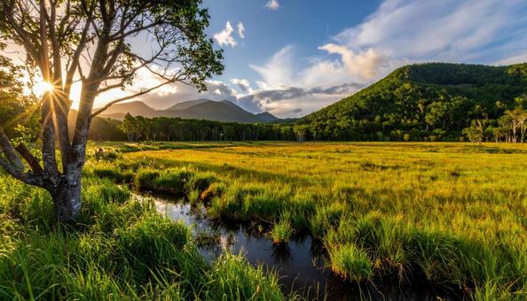 湿原の写真