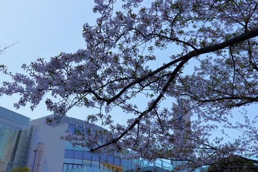 4月上旬の東京港区立檜町公園の桜 4月上旬の東京港区立檜町公園の桜の写真