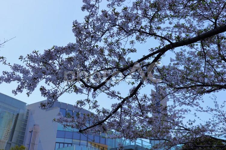 ４月上旬の東京港区立檜町公園の桜 背景,桜,花の写真素材