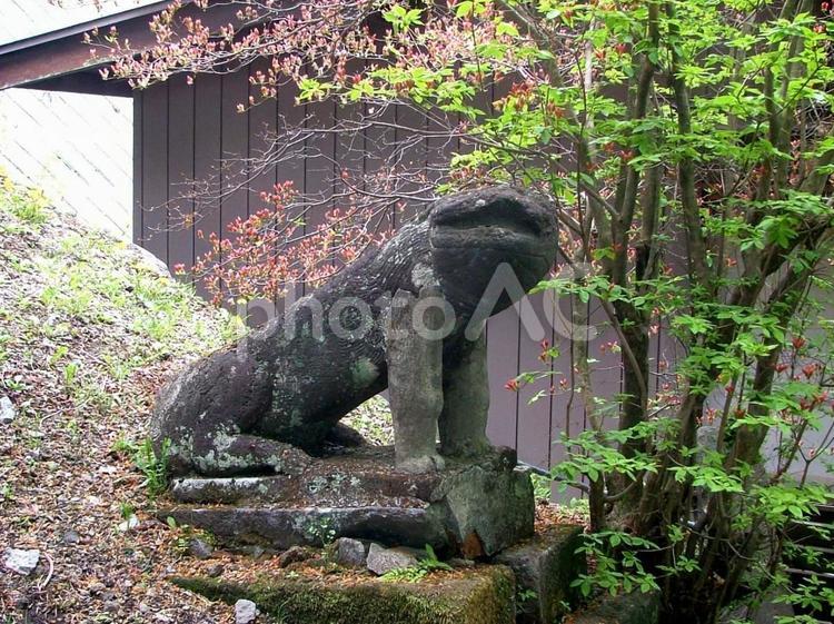 旧碓氷峠熊野皇大神社の狛犬 長野県,軽井沢,旧碓氷峠の写真素材