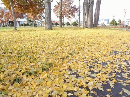 イチョウの落ち葉 イチョウ,紅葉,落ち葉の写真素材