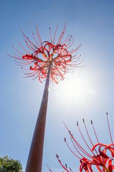 ヒガンバナ(103)の写真