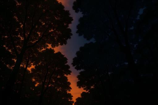 夕焼けに染まる森 夕焼けに染まる森の写真