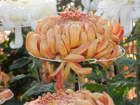 【風景写真】福山菊花展覧会の風景 キク,菊,菊花展の写真素材