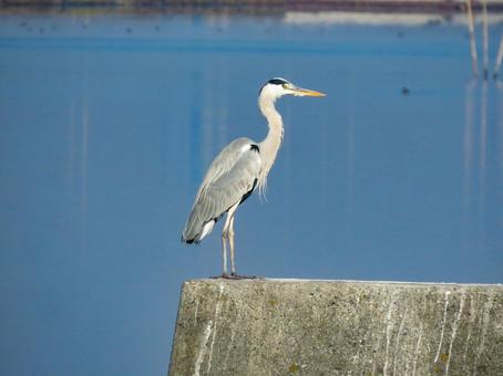 堤防に佇むアオサギ 堤防に佇むアオサギ アオサギ,野鳥,動物の写真素材