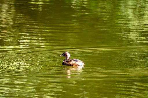 カイツブリ⒅の写真