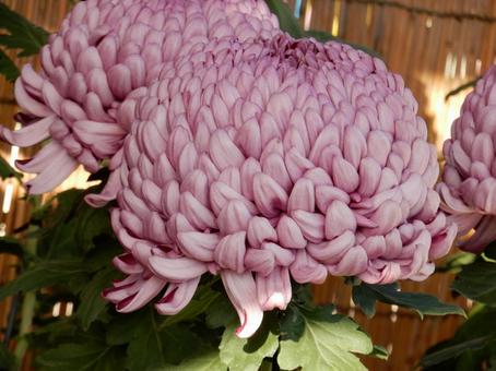 【風景写真】福山菊花展覧会の風景の写真