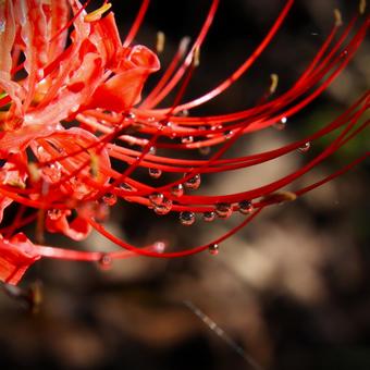 彼岸花に水滴の写真
