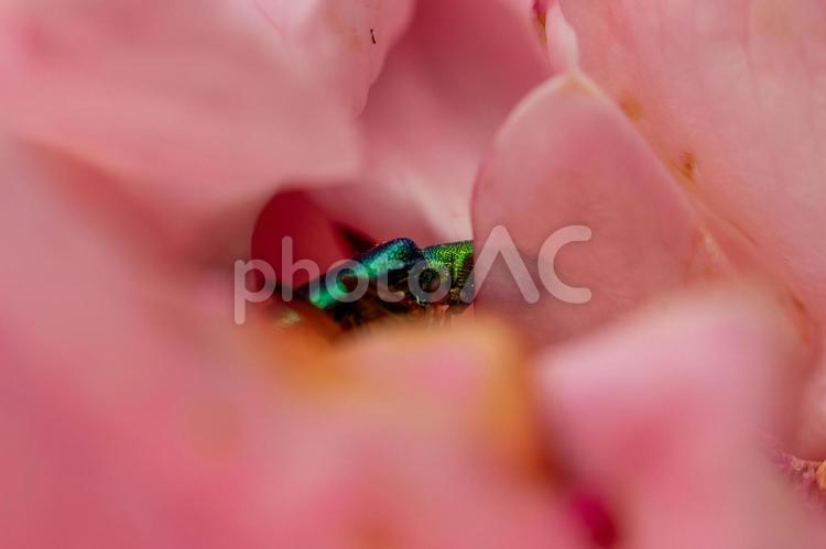 ヤマトタマムシ⑵ 虫,昆虫,ヤマトタマムシの写真素材