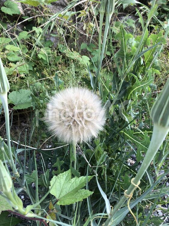 おおきなわたぼうし 花,自然,わたぼうしの写真素材