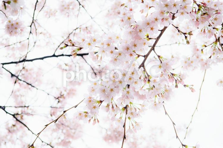 水滴と桜 雨,水滴,桜の写真素材