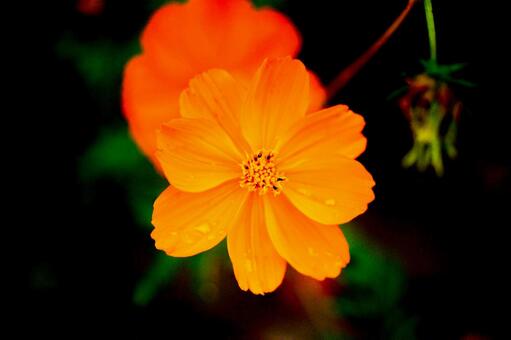 可愛いオレンジの花の写真