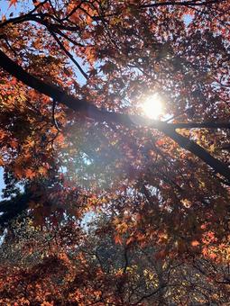 ひかり ひかりの写真