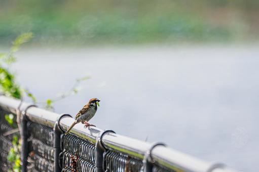 スズメ(62) スズメ(62) 鳥,スズメ,野鳥の写真素材