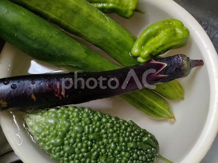 家庭菜園で収穫した夏野菜 夏野菜,家庭菜園,野菜の写真素材
