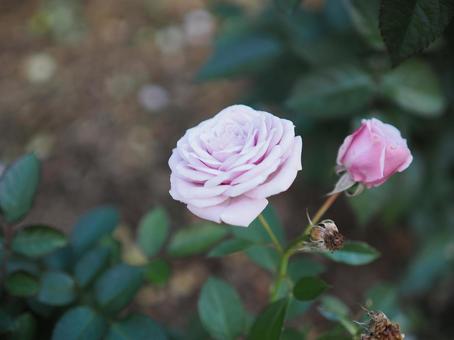 バラ園に咲く淡い色の薔薇を撮りました バラ園に咲く淡い色の薔薇を撮りましたの写真
