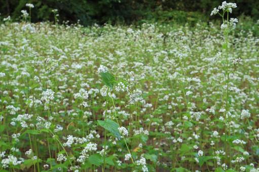 山間のそば畑 花咲く 山間のそば畑 花咲くの写真
