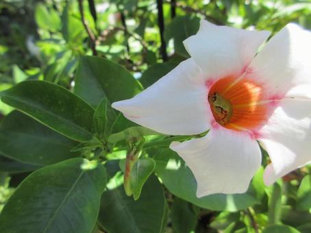 Photo, summer, natural, flower, 