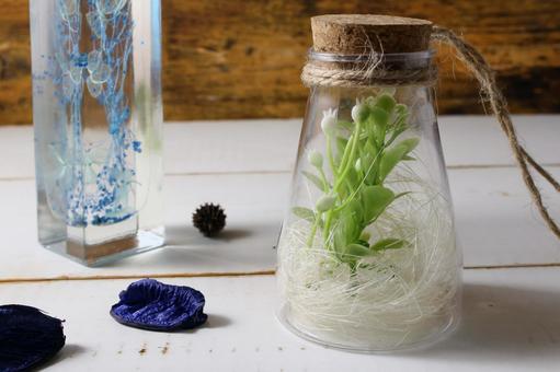 小さな植物の瓶詰め 小さな植物の瓶詰め 植物,瓶詰め,ガラス瓶の写真素材