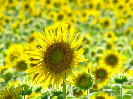 ひまわり 201208 01 ひまわり 201208 01 ひまわり,ひまわり畑,夏の写真素材