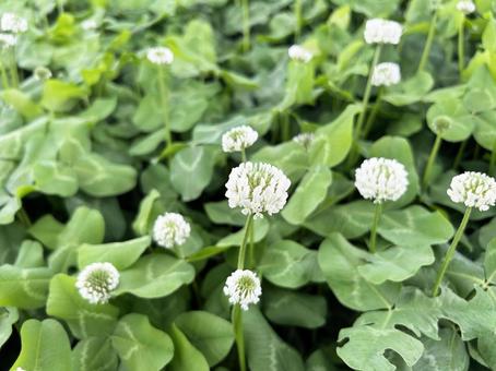 シロツメクサの花とクローバー シロツメクサの花とクローバー シロツメクサ,花,フラワーの写真素材