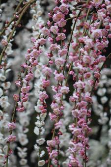 Photo, ume, flower, spring, 