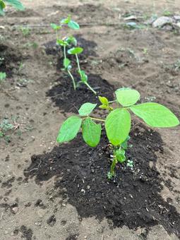 市民農園の枝豆の栽培 市民農園の枝豆の栽培 枝豆,夏野菜,食べ物の写真素材