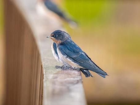 柵にとまるツバメ ツバメ,燕,野鳥の写真素材