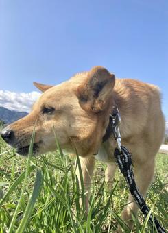 犬 犬 犬,ペット,散歩の写真素材