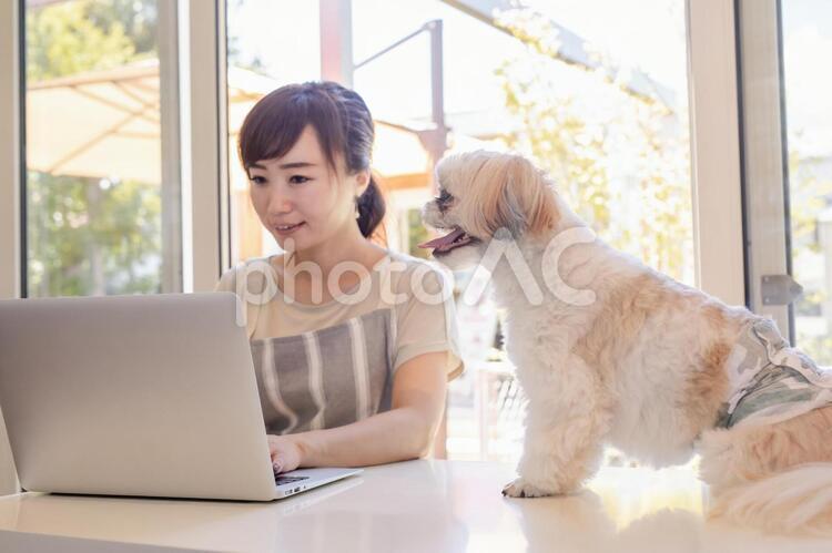 犬と一緒にノートパソコンを使う女性 ペットシッター,ドッグカフェ,ペットサロンの写真素材