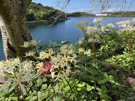 白い彼岸花と宝山湖 白い彼岸花と宝山湖の写真