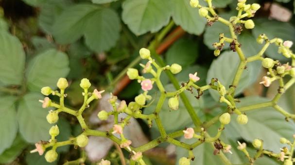 ぶどう科の雑草「ヤブガラシ」 ブドウ科,つる性,多年草の写真素材