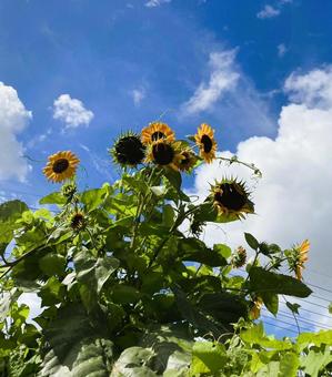 夏の空とひまわり 夏の空とひまわりの写真