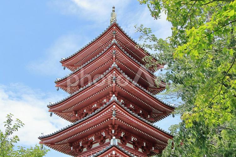 松戸市の本土寺五重塔 本土寺,本土寺五重塔,五重塔の写真素材