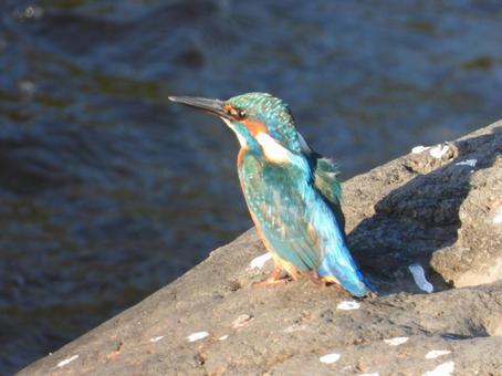 近所の小川で撮ったカワセミ 近所の小川で撮ったカワセミ カワセミ,鳥,野鳥の写真素材