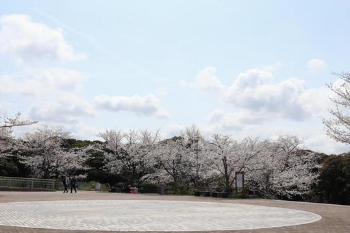 高塔山公園 桜 高塔山公園 桜の写真