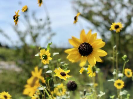 ひまわりの写真