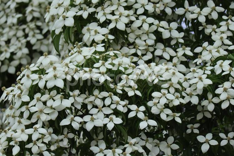 白い花びらの満開のヤマボウシの庭木 白い,花びら,満開の写真素材