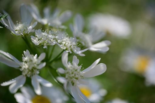 Photo, orlea, flower, white, 