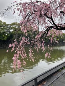 桜 桜 桜,しだれ桜,春の写真素材