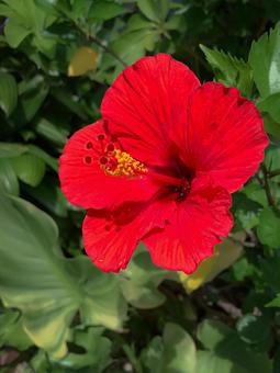 赤いハイビスカスの花 赤いハイビスカスの花の写真
