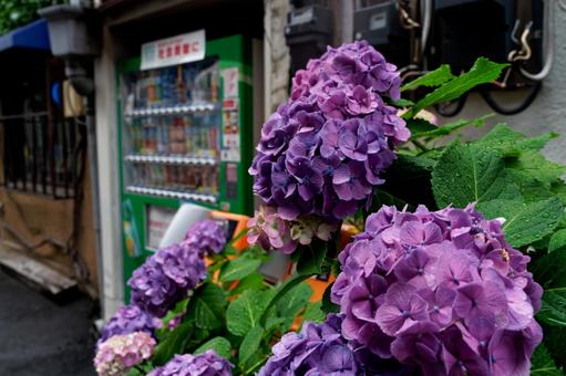 街のアジサイ アジサイ,パープル,レインの写真素材