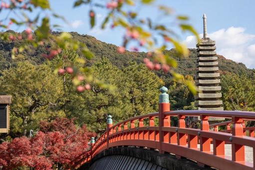 宇治川に架かる喜撰橋 宇治川に架かる喜撰橋 紅葉,もみじ,宇治川の写真素材