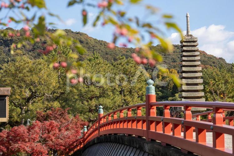 宇治川に架かる喜撰橋 紅葉,もみじ,宇治川の写真素材